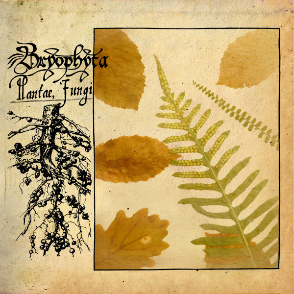 Bryophyta – Plantae, Fungi, CD